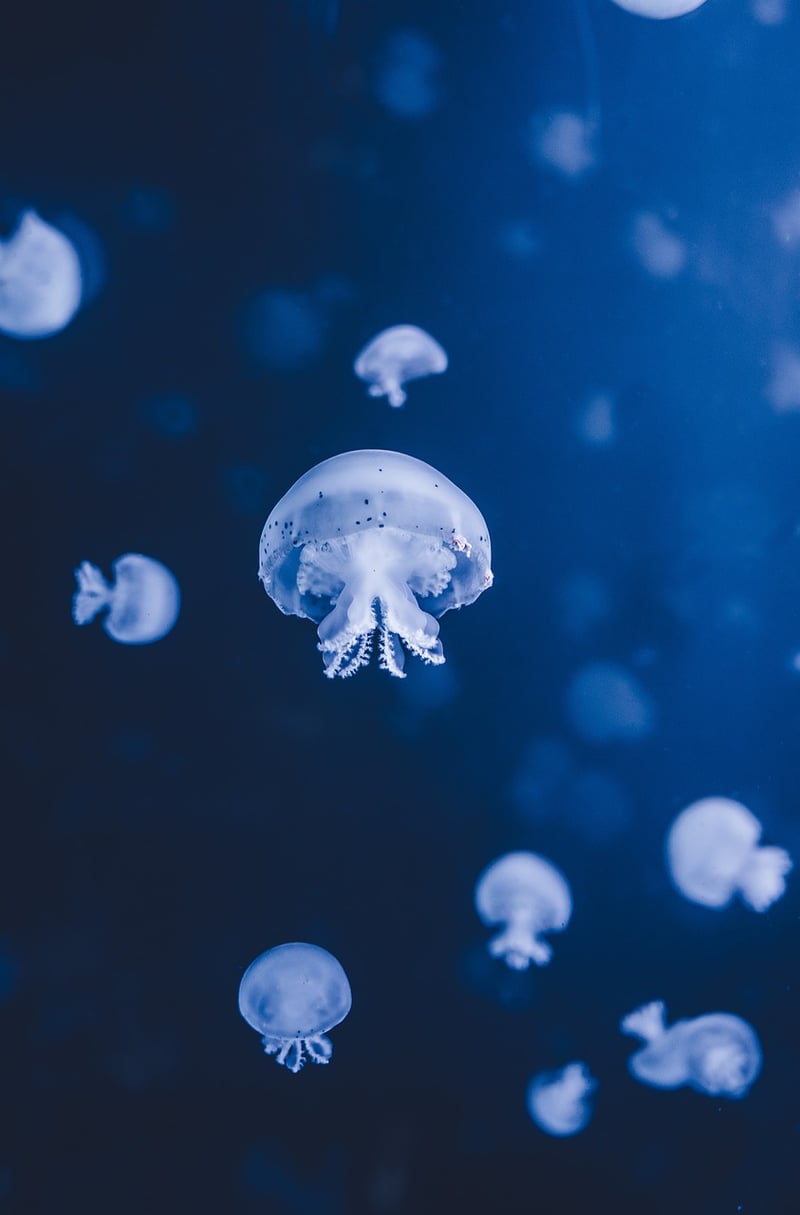 Ocean Adventure