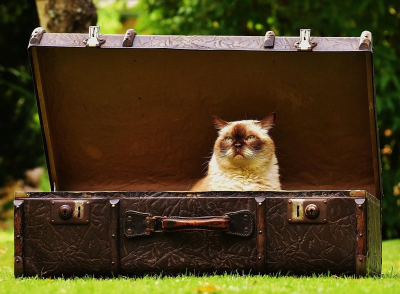 Travel Insurance